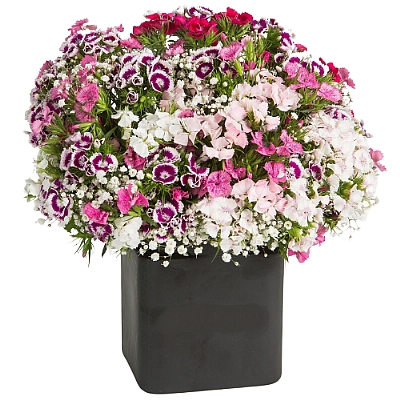 Siyah Cam Vazoda Hüsnüyusuflar