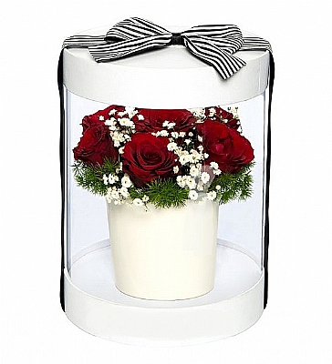 PVC Silindir Kutuda 7 Krmızı Gül