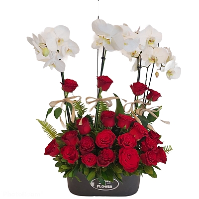 Orkide ile Güllerin Aşki