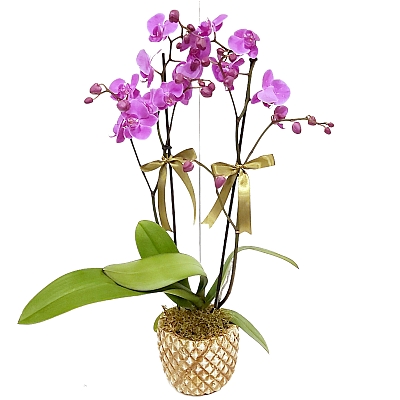 Taş Saksıda 2 Dallı Mor Orkide