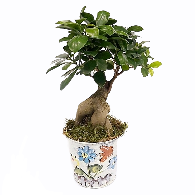 Metal Saksıda Ficus Bonsai